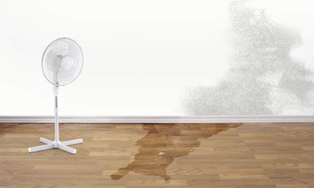 Best Professional water damage repair  in Roxborough Park, CO